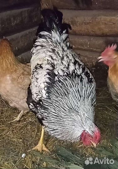 Петух виандот