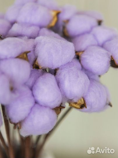 Ветки хлопка сухоцвет