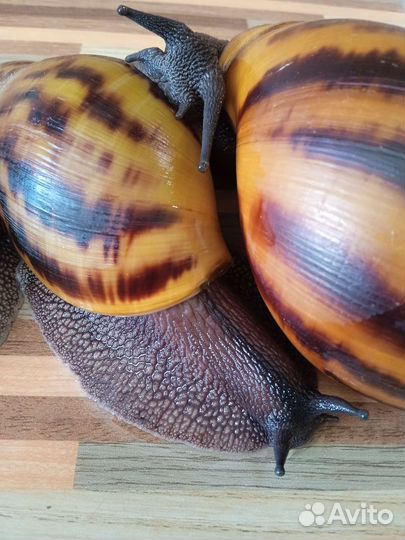 Улитки Ахатины/ Архахатины почтой