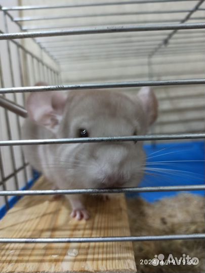 Шиншиллка ангора