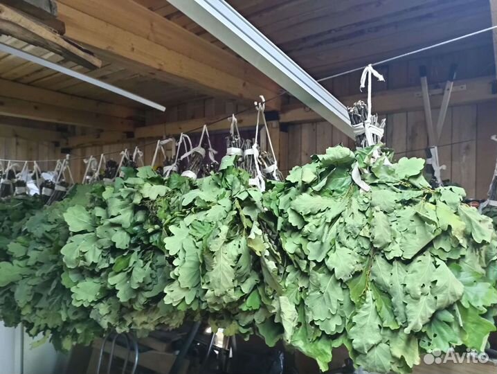 Дубовые веники для бани (+берёза)