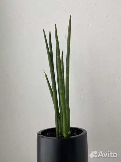 Сансевиерия цилиндрика разные сорта