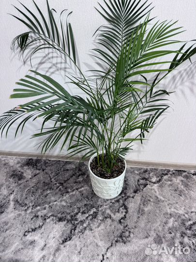 Пальма арека дипсис