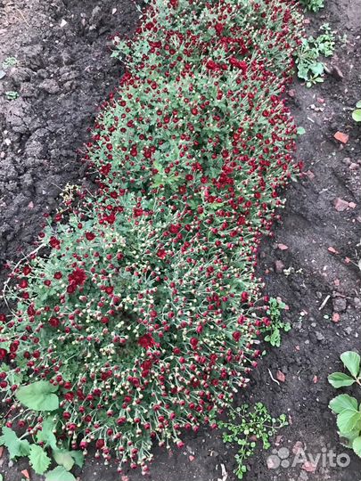 Хризантема шаровидная