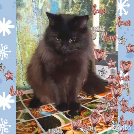 Котята подростки ищут дом