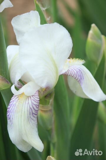 Ирисы бородатые