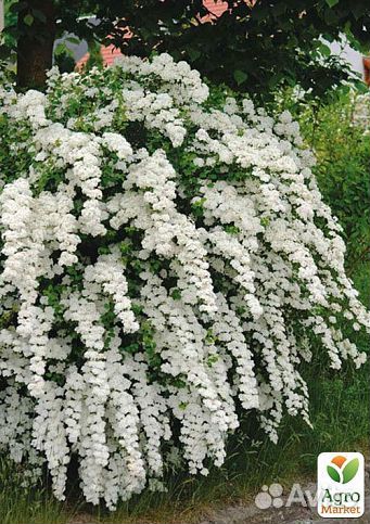 Декоративные и плодовые деревья и кустарники