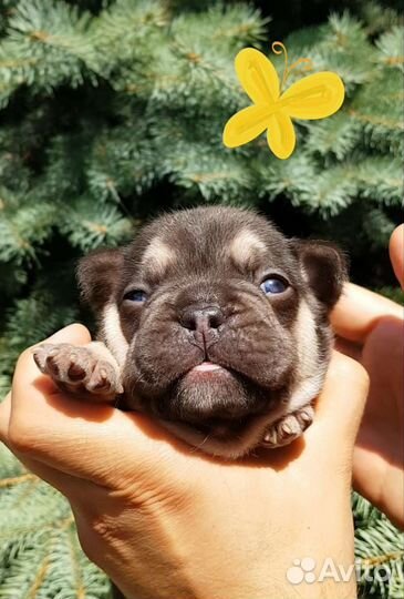 Шоколадная булочка