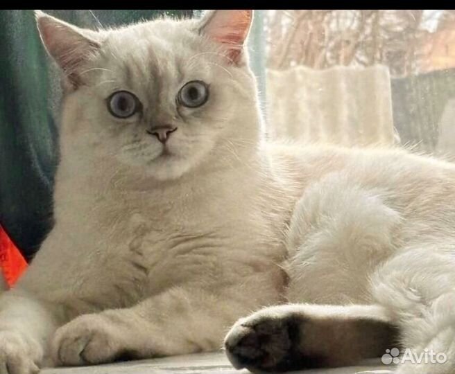 Продаем котикоа