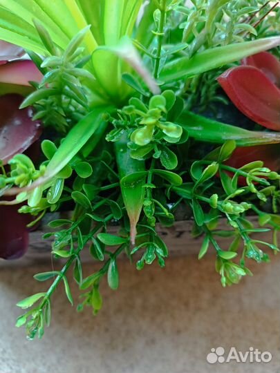 Флорариум суккуленты