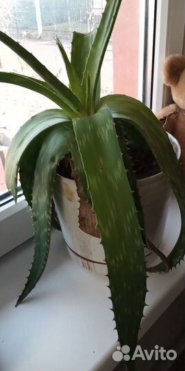 Алоэ, сорт мыльный лечебный