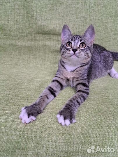 Очень милая кошечка ищет дом