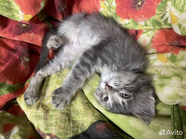 Котенок в добрые руки