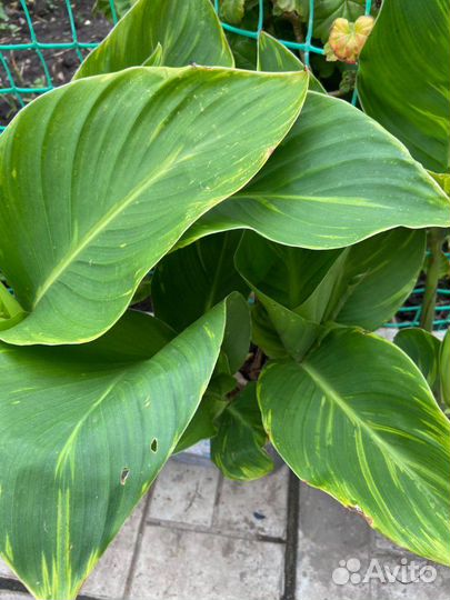 Бругмансия Канна пестролистная