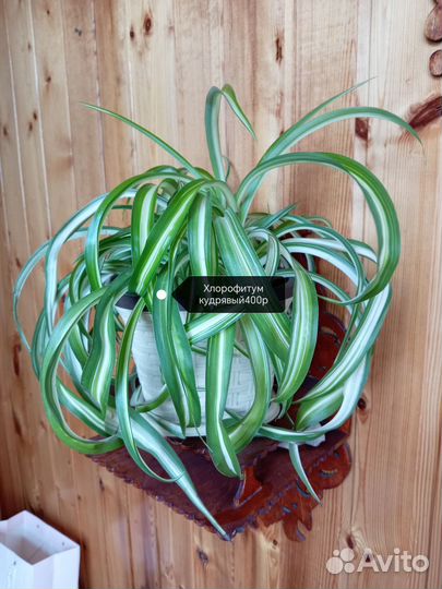 Комнатные цветы