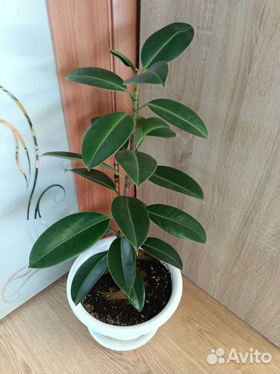 Фикусы взрослые в ассортименте