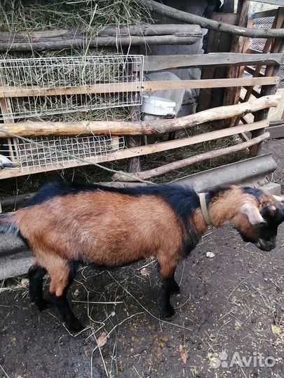 Чешский козел