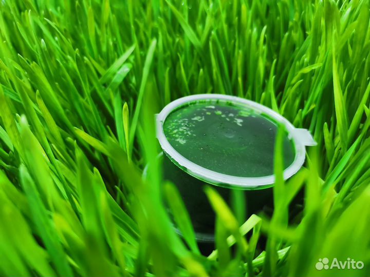 Детокс сок Витграсс