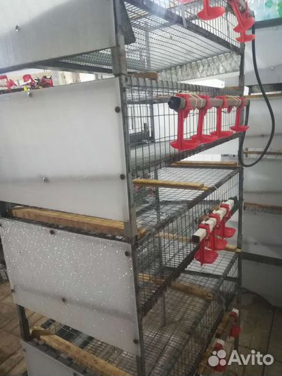 Клетки для перепелов