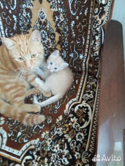 Котенок в дар