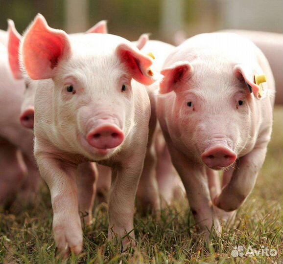 Продам поросят месячных