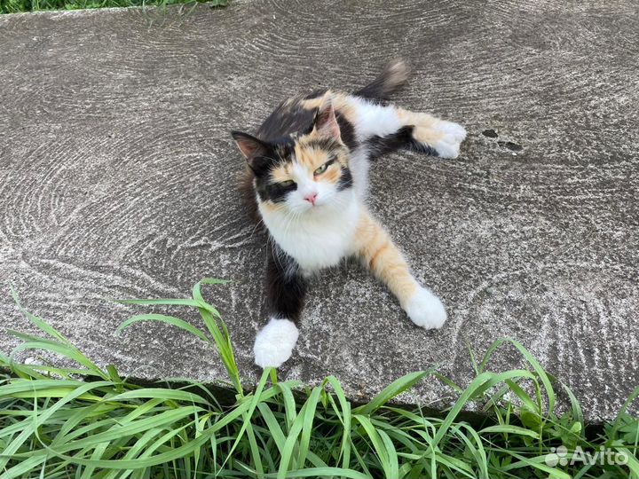 Кошки в добрые руки бесплатно