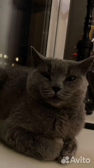 Британская кошка