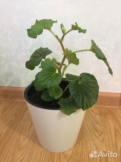 Бегония грандис, комнатное растение