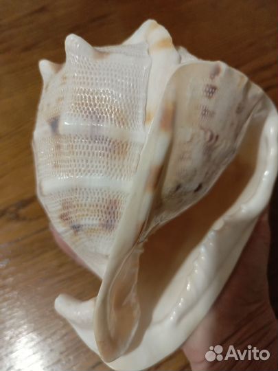 Раковина морская большая