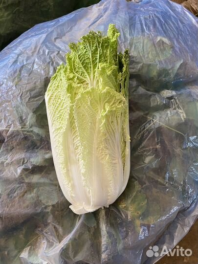 Пекинская капуста