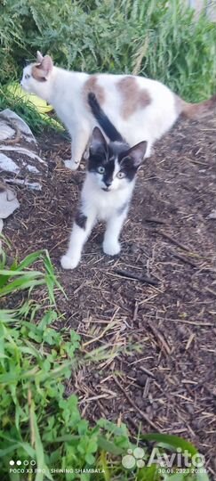 Котики в хорошие руки