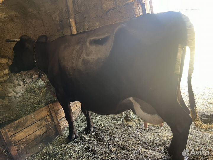 Продам 2-х коров