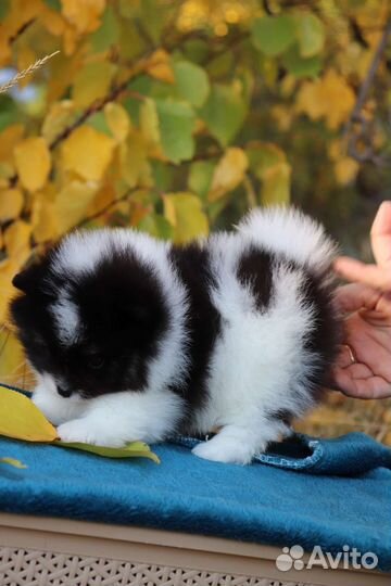 Счастье в дом