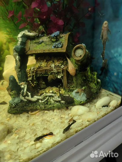 Сомики анцитрусы