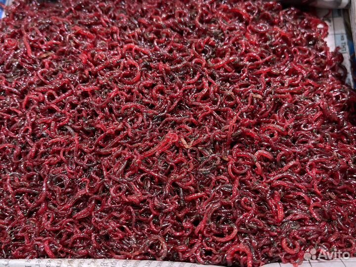 Свежий мотыль, замороженный мормыш