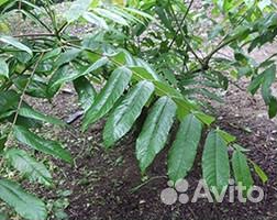 Маньчжурский орех, саженцы, выросли в Ленобласти