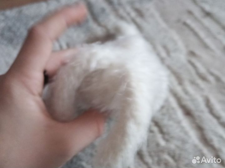 Плюшевый зайчик