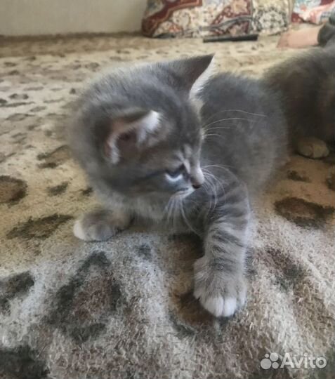 Котята ищут новый дом, отдадим в заботливые руки