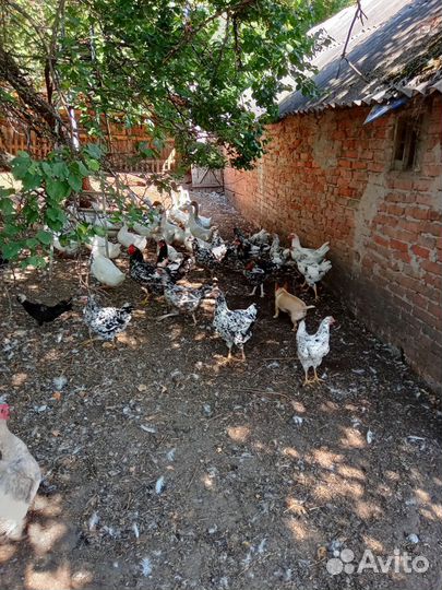 Куры ливенские ситцевые