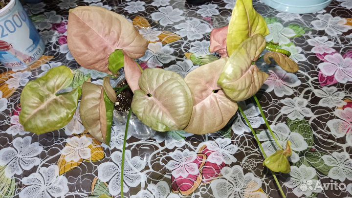 Излишки растений