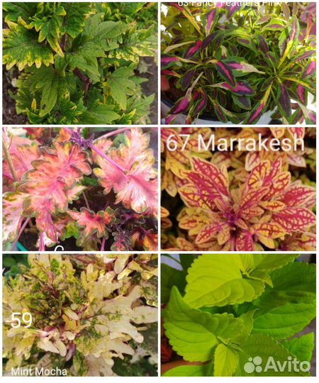 Колеусы вегетативные