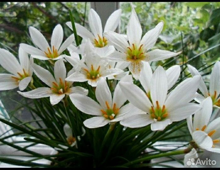 Зефирантес луковки с росточками