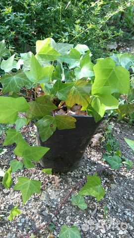 Декоративные растения