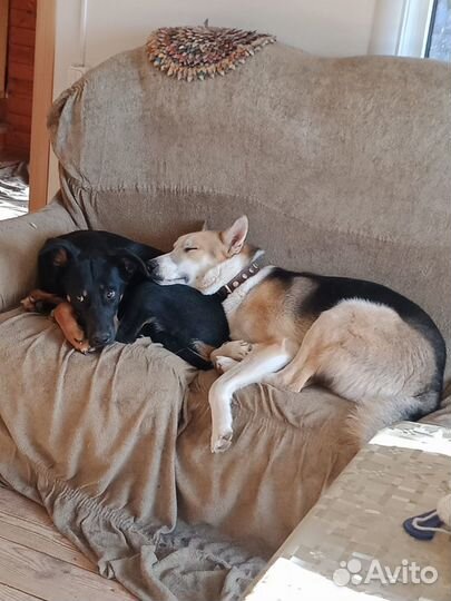 Собака в дар в добрые руки