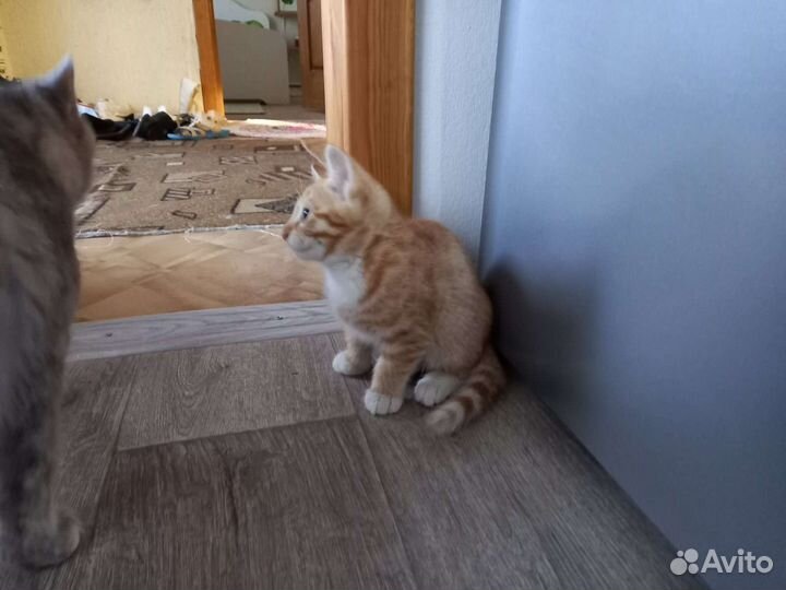 Отдам котика в добрые руки