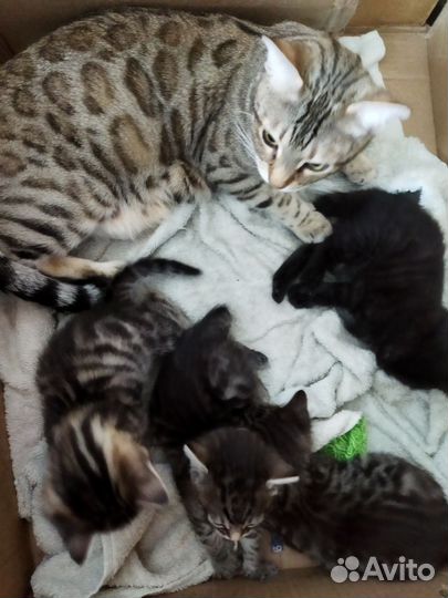 Бенгальская