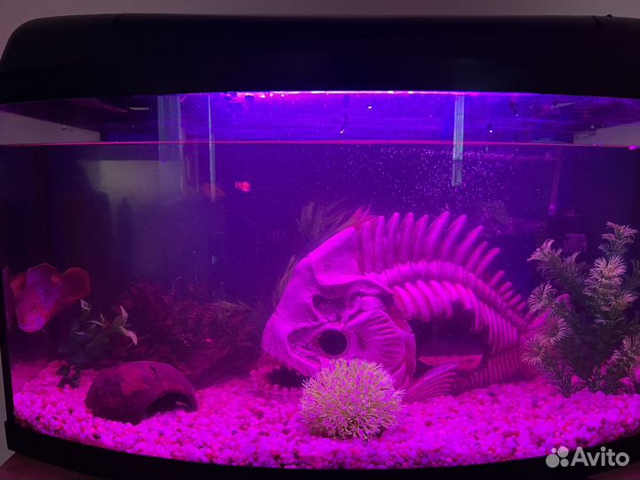 Аквариум с рыбками