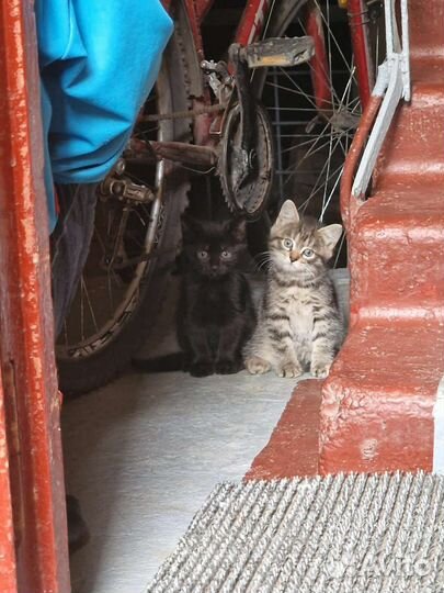 Кошка с котятками в беде