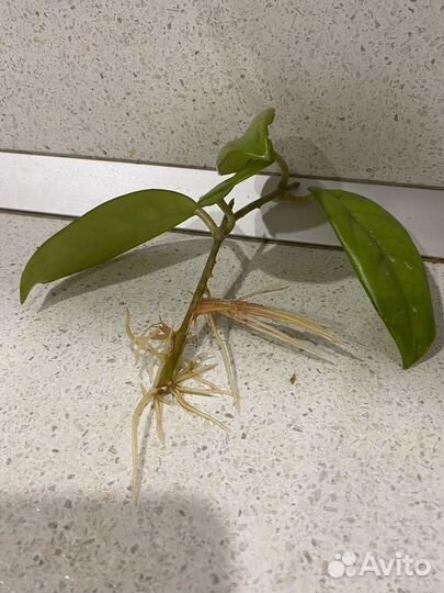 Хойя мясистая