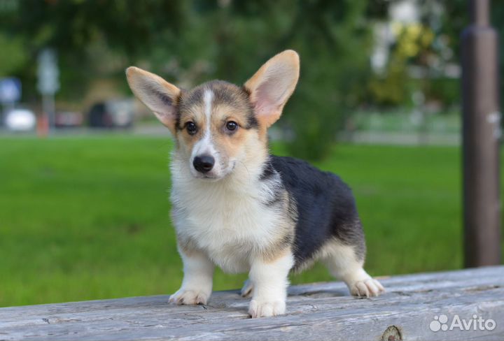 Девочка корги пемброк